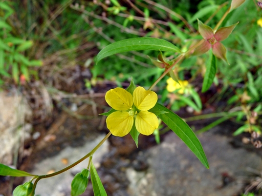 {Ludwigia alternifolia}
